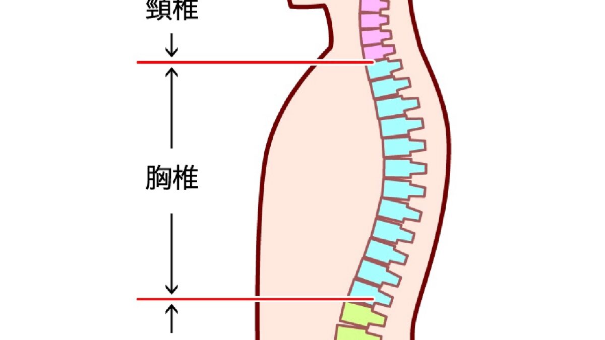 健康の秘訣は”背骨のしなやかさ”