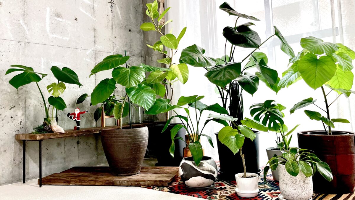 私のちょっとした日常の愉しみかた