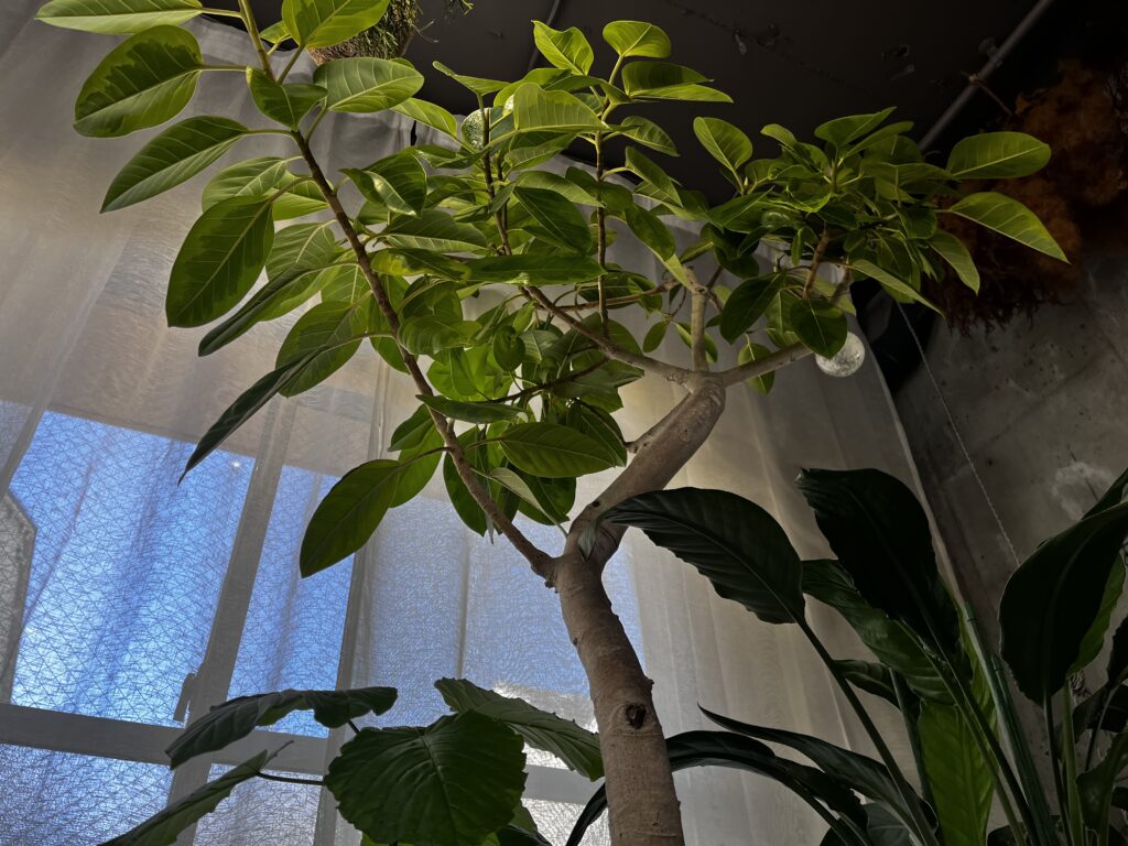 やることリスト