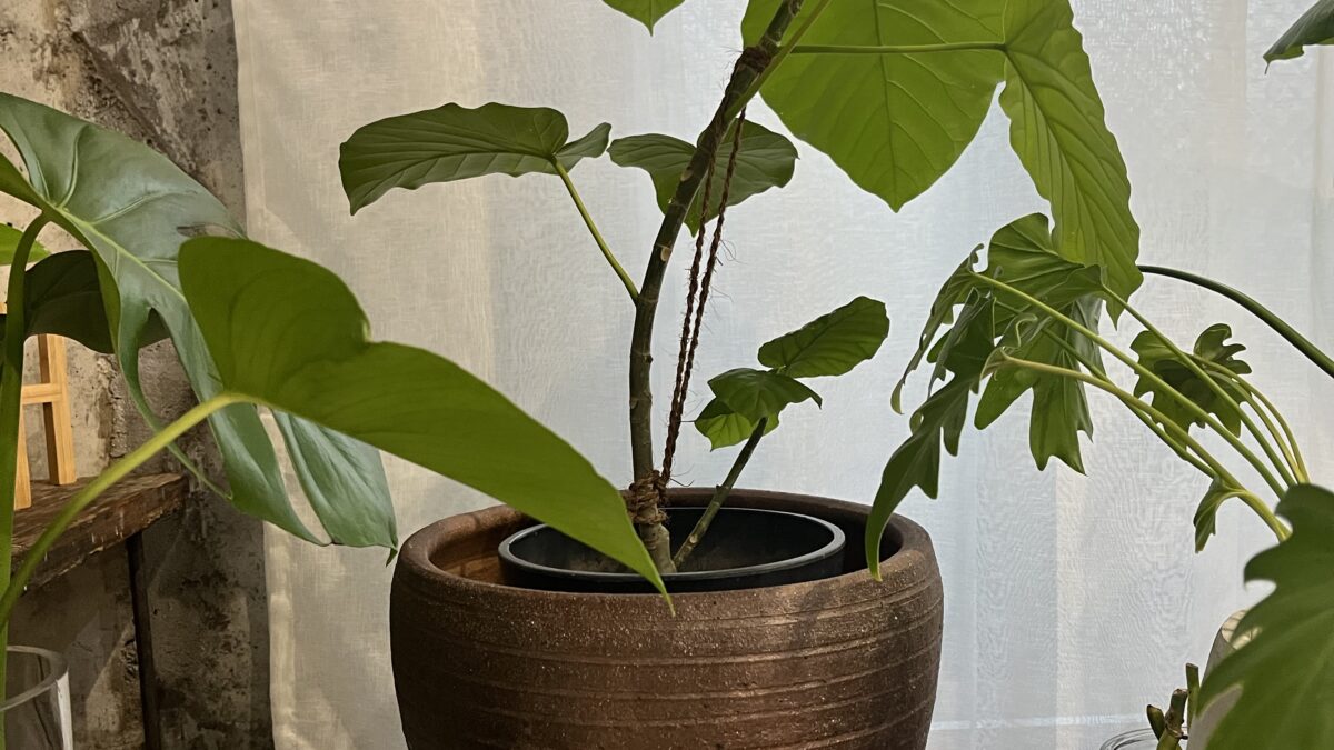 今年は新芽を増やしたい！スタジオの園芸記録