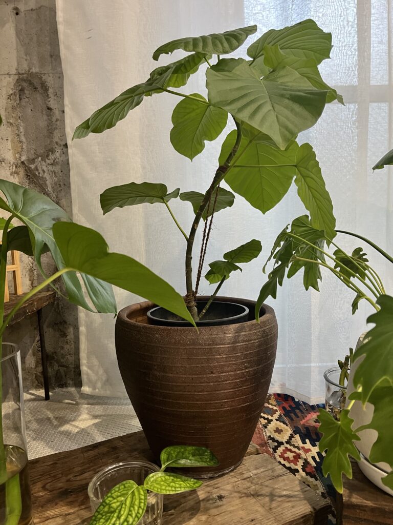 スタジオの植物