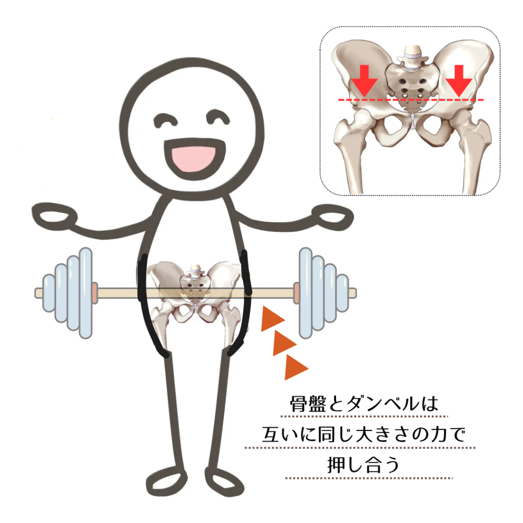 骨盤ダンベル