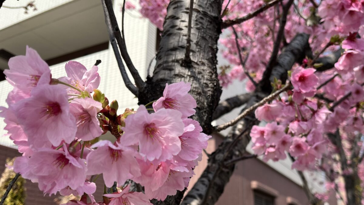 春のゆらぎに気づく｜なんとなく不調の理由