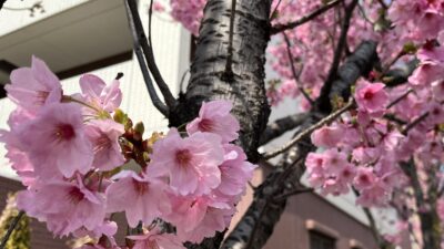 春のゆらぎに気づく｜なんとなく不調の理由